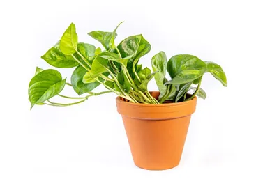 Obrázok produktu pre Gardners Epipremnum Global Green, priemer 12 cm