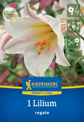 Produktbild von Kiepenkerl Herbstblumenzwiebel Profi-Line Trompetenlilie Lilium regale 1 Stück