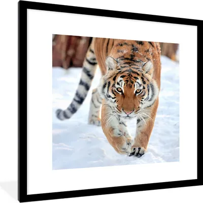 Produktbild von MuchoWow® Gerahmtes Poster Tiger - Schnee - Tiere 40x40 cm - Poster mit Schwarzem Bilderrahmen Wandposter Rahmen Foto Bilder - Poster - Plakat im Rahmen