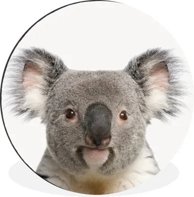 Produktbild von MuchoWow® Aluminium Wandkreis Koala - Koala Bär - Mädchen - Jungen - Tiere Ø 30 cm Wanddeko Modern Wohnzimmer - Wand Bild - Wohnzimmer - Runde Bilder - Alubilder - Kunst für zu Hause - Aluminium - Wanddekoration