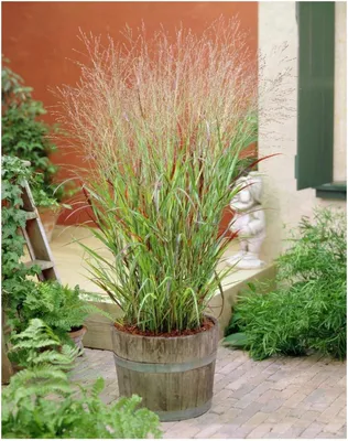 Produktbild von Stauden Gänge 1 x Panicum virgatum 'Rehbraun' im 1 Liter Topf - Rote Rutenhirse - Ziergras mit warmem Farbspiel und Charme - Winterhart
