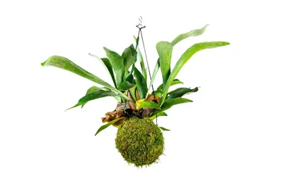 Obrázok produktu pre Gardners Kokedama Platycerium (L)