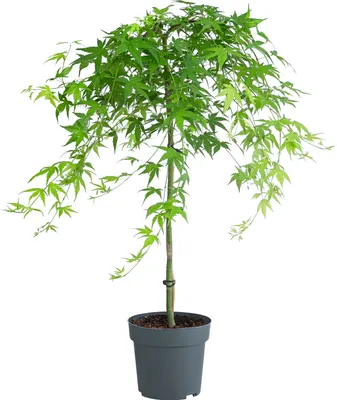 Produktbild von Dehner Fächerahorn Ryusen, Acer palmatum, hängender Wuchs, 60-70 cm exkl. Pflanztopf, 3 l Topf, Zierahorn