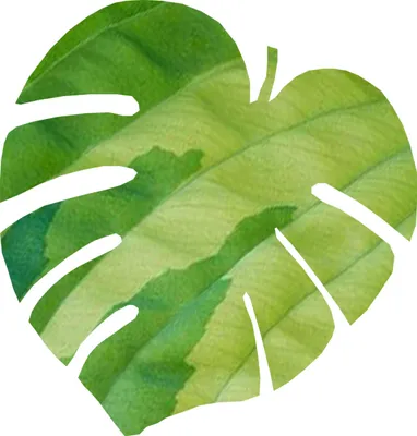Zdjęcie produktu dla Mata filcowa Bertoni Monstera M 33x33 cm 4 mm grubości - Zielona