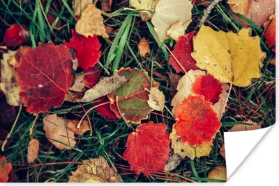 Produktbild von MuchoWow® Poster Blätter - November - Herbst - Natur 120x80 cm - Bilder