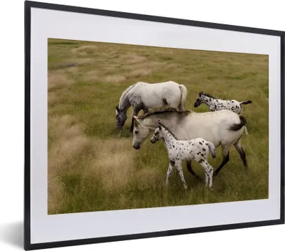 Produktbild von MuchoWow® MuchoWow® Gerahmtes Poster Pferde - Fohlen - Tiere 40x30 cm - Poster mit zchwarzem Bilderrahmen - Bilderrahmen - Poster im Rahmen