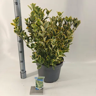 Productafbeelding van Euonymus japonicus 'Aureomarginatus' - Japanse hulst | 40-45 cm in pot