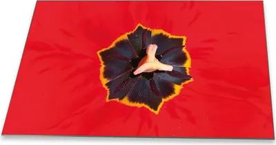 Produktbild von Herdabdeckplatte Glaskeramikkochfeld-Abdeckung Spritzschutz Glas Universal 80x52 Blumen Rot