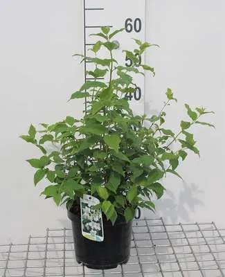 Immagine prodotto di Philadelphus 'Belle Etoile' - Gelsomino da giardino 50- 60 cm - In contenitore