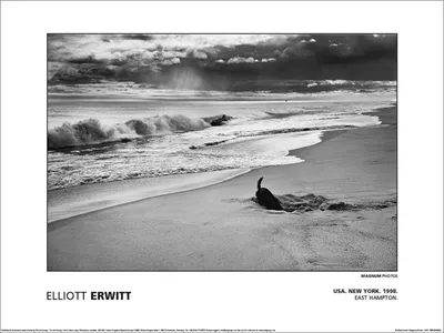 Immagine prodotto di Magnum - "Elliot Erwitt - Usa New York East Hampton 1998" stampato, carta PM12761 (30 cm x 40 cm) (Grigio)