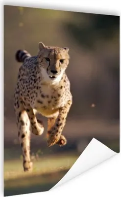 Produktbild von MuchoWow® Poster Leopard - Sprint - Pflanzen 80x120 cm - Papierdruck