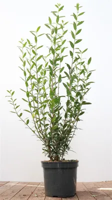 Produktbild von Ligustrum vulgare 'Atrovirens', Gewöhnlicher Liguster, immergrün, 100–125 cm