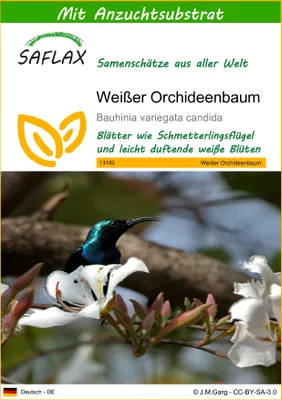 Produktbild von SAFLAX - Weißer Orchideenbaum - 5 Samen - Mit keimfreiem Anzuchtsubstrat - Bauhinia variegata candida