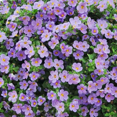 Produktbild von Schneeflockenblume - lila - Sutera diffusa - 11cm - Set mit 3 Pflanzen
