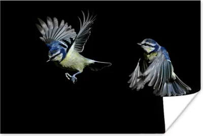 Produktbild von MuchoWow® Poster Vögel - Federn - Schwarz 90x60 cm - Schlafzimmer