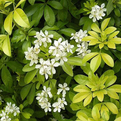 Obrázok produktu pre Orangenblume - Choisya ternata | 40-50 cm v kontajneri