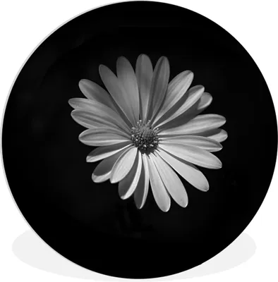 Produktbild von MuchoWow® Rundes Wandbild - Runde Bilder Ein weißes Gänseblümchen auf schwarzem Hintergrund Ø 60 cm Kreis Wanddekoration Kunststoff - Wandkreis - Wandschmuck - Wand Kreis - Das Schlafzimmer - Die Bilder - Wandmalerei - Kunst für das Haus - das Plastik