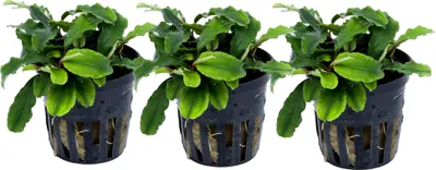 Produktbild von Aquarium Pflanze 3 Stück Bucephalandra pygmaea Wasserpflanze Tropica Nr.139 Set