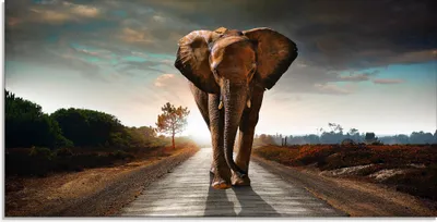 Produktbild von ARTland Glasbild Ein Elefant läuft auf der Straße Größe: 100x50 cm