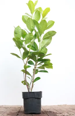 Produktbild von Prunus laurocerasus 'Rotundifolia', Kirschlorbeer, immergrün, 80–100 cm