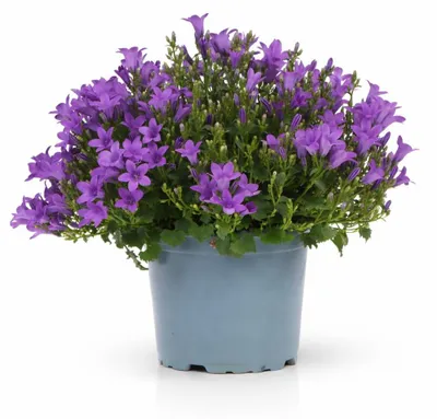 Obrázek produktu pro Campanula Addenda - mrazuvzdorná zvonková květina - ideální pro 2 m² - 12cm květináč - 18cm vysoká - 12 kusů
