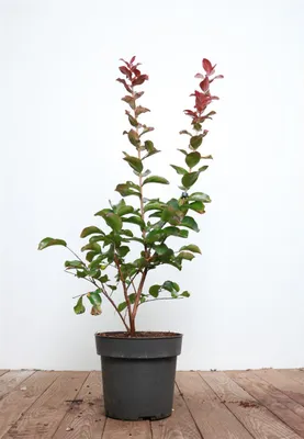 Zdjęcie produktu dla Lagerstroemia indica 'Dynamite', Kreppmyrte, leuchtend rot, 60-80 cm