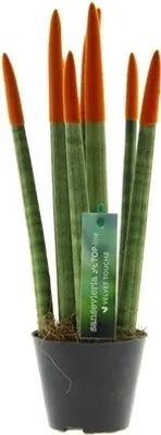 A potted Sansevieria Cylindrica plant with orange tips on its leaves, displayed against a white background.