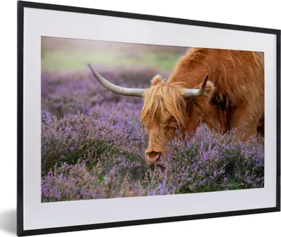 Produktbild von MuchoWow® MuchoWow® Gerahmtes Poster Schottisches Hochlandrind - Tiere - Heide 60x40 cm - Poster mit zchwarzem Bilderrahmen - Schlafzimmer - Plakat in Rahmen - Drucken