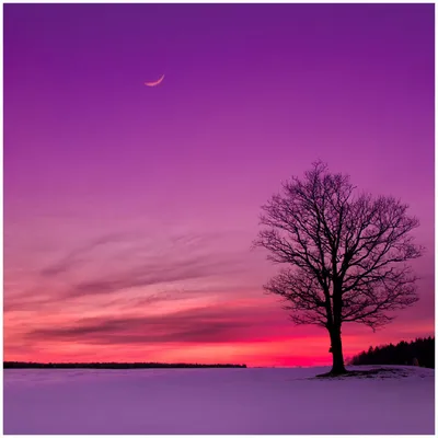 Produktbild von Wallario Premium Glasbild, freischwebende Optik, kräftige Farben, Größe 30 x 30 cm Motiv Mond und Baum am Abend bei Schnee