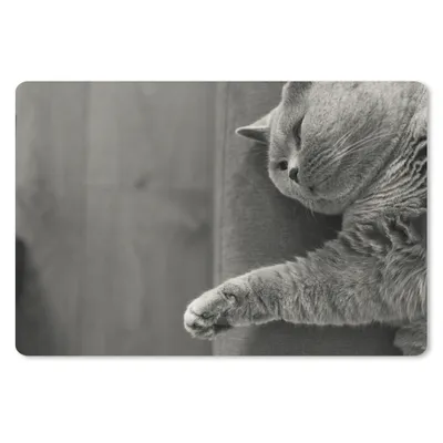 Produktbild von MuchoWow® Schreibtischunterlage Katze auf dem Sofa liegend 60x40 cm - XXL Mauspad - Großes Mauspad