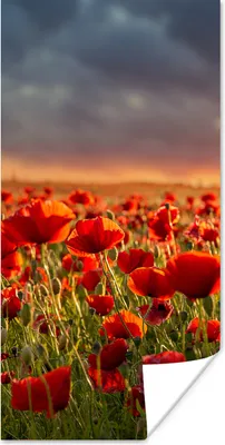 Produktbild von MuchoWow® Poster Sonnenuntergang - Mohnblumen - Rot - Blumen - Feld - Natur 20x40 cm - Plakat - Foto