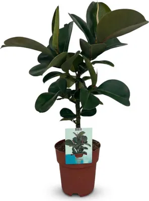Produktbild von Ficus elastica Cloe Gummibaum 65cm 19cm Zimmerpflanze pflegeleicht große glänzende Blätter für Wohnzimmer Büro Schlafzimmer tropische Grünpflanze
