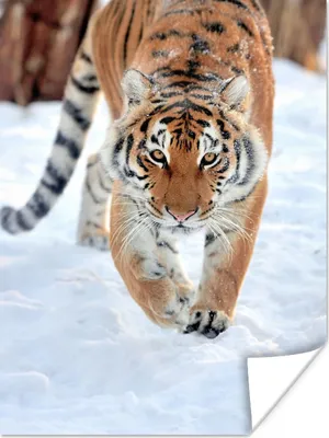 Produktbild von MuchoWow® Poster Tiger - Schnee - Tiere 30x40 cm - Wandplakat - Poster Kinderzimmer