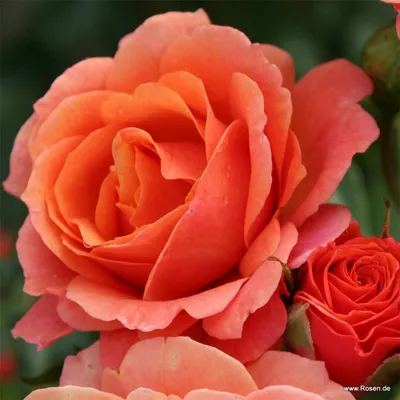Produktbild von Kordes Strauchrose Lambada® Orange