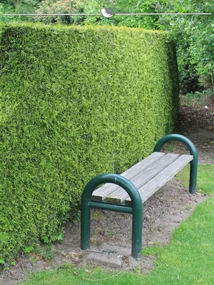 Produktbild von Lebensbaum Thuja Brabant 60-80 cm im Topf, 10x Heckenpflanze