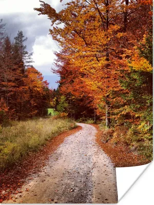 Produktbild von MuchoWow® Poster Herbst - Herbstblätter - Weg - Wald 90x120 cm - Wohnzimmer