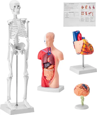 Obrázek produktu pro SucceBuy sada 4 modelů lidské anatomie, 3D učební pomůcky pro mozek, trup, srdce a kostru, výukové modely pro studenty fyziologie a děti