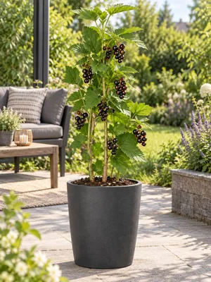 Produktbild von Schwarze Johannisbeere ‘Titania’ 30–35 cm – Ribes nigrum, winterharter Beerenstrauch für Garten, Balkon und Kübel