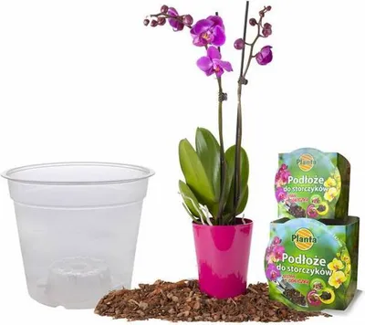 A set for repotting an orchid, including a clear plastic pot, orchid soil, and a pink orchid plant.