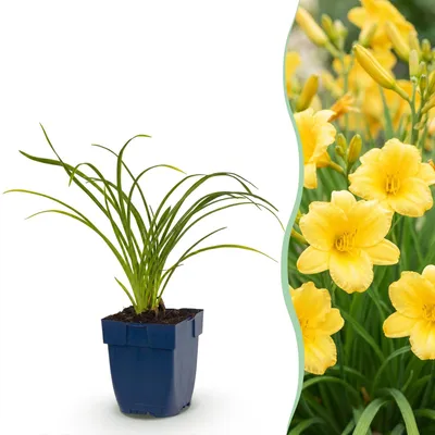 Produktbild von Green boutiQ – Stauden – Hemerocallis Stella d'Oro – Taglilie – Zieht Bienen und Schmetterlinge an – Gelb – 3 Pflanzen – Topf 11 cm – Höhe 15-25 cm