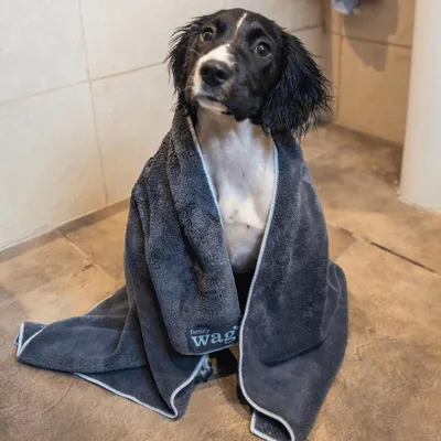 Immagine prodotto di Henry Wag Asciugamano in microfibra per cani e gatti - Ad asciugatura rapida e super assorbente - 100x70 cm