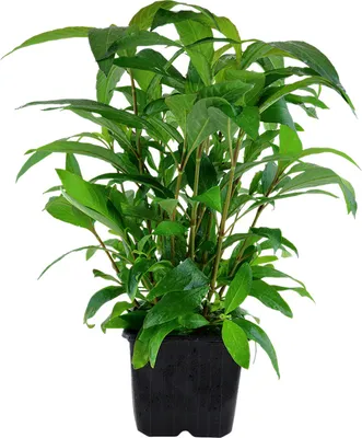 Produktbild von Mutterpflanze Aquariumpflanze Hygrophila 'Siamensis' XL AquaOne Deko Nr.353A XL