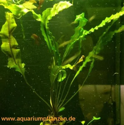 Produktbild von 3 Aponogeton rigidifolius, steifblättrige Ähren