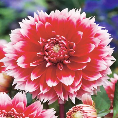 Immagine prodotto di Dalia Strzępiasta Red And White Fubuki 1 pz. Dalia, piantine, tuberi grandi