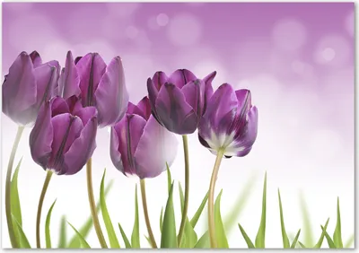 Produktbild von Tulup® Glas-Bild - 100 x 70 - Wandbild aus Glas - Wandkunst - Wandbild hinter gehärtetem Sicherheitsglas - Blumen & Pflanzen - Violette Tulpen - Lila