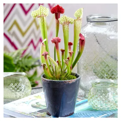 Produktbild von 1 x Sarracenia Smoorii | Kannenpflanze für den Innenbereich | 20-30 cm mit Topf