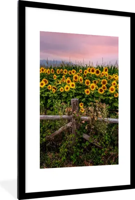 Produktbild von MuchoWow® Gerahmtes Poster Sonnenblume - Blumen - Pflanzen 60x90 cm - Poster mit Schwarzem Bilderrahmen Wandposter Rahmen Foto Bilder - Dekoration - Wandposter Wohnzimmer - Hochwertig