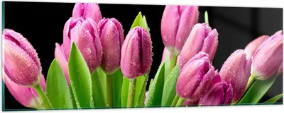 Produktbild von Bilder auf glas - Tulpen Blumenstrauß Tau Tropfen - 90x30cm - Glasbilder - Wandbilder - Kunstdruck - zum Aufhängen bereit - Wanddekoration aus Glas - Glas Bilder - Wandbild auf Glas - GAB90x30-2486