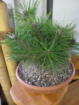 Produktbild von Pinus densiflora Jane Kluis - Japanische Rotkiefer Jane Kluis - 25-30cm