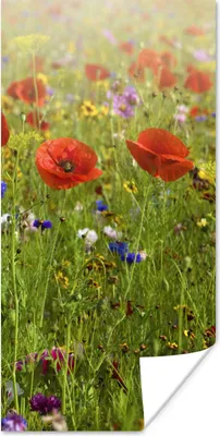 Produktbild von MuchoWow® Poster Frühling - Blumen - Rot - Mohn - Gras - Grün 40x80 cm - Dekoration